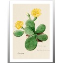 Постер "Botany. Cactus"