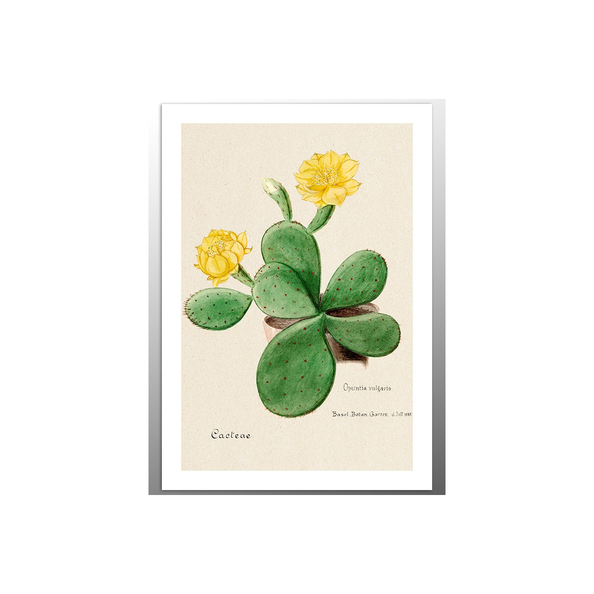 Постер "Botany. Cactus"