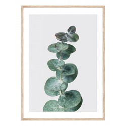 Постер "Eucalyptus"