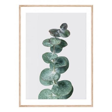 Постер "Eucalyptus"