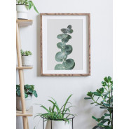 Постер "Eucalyptus"