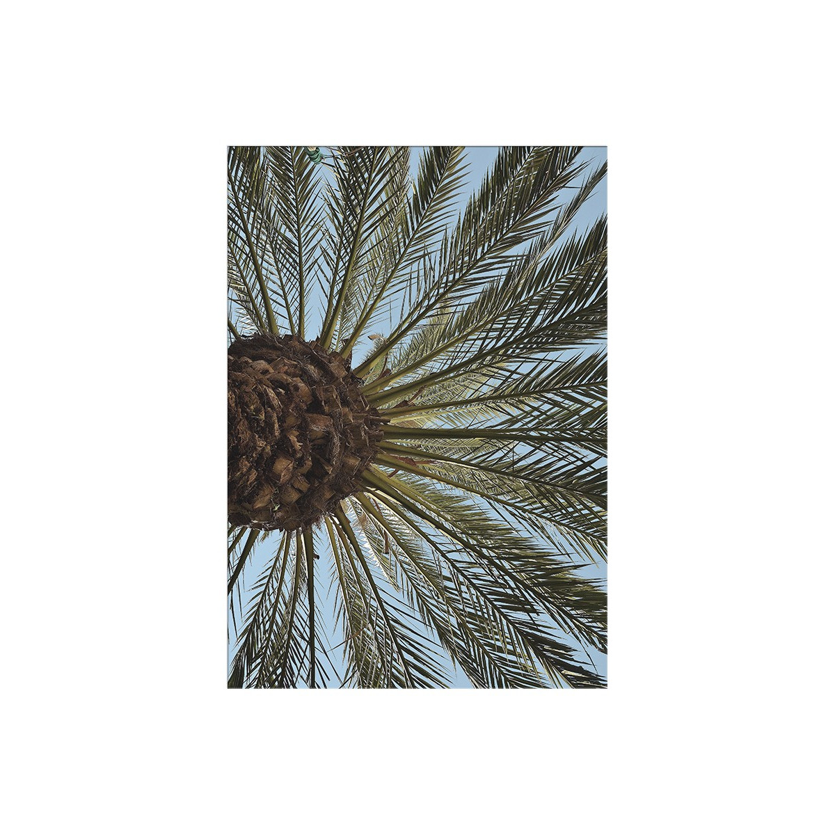 Постер "Palm"