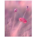 Постер "Rose"