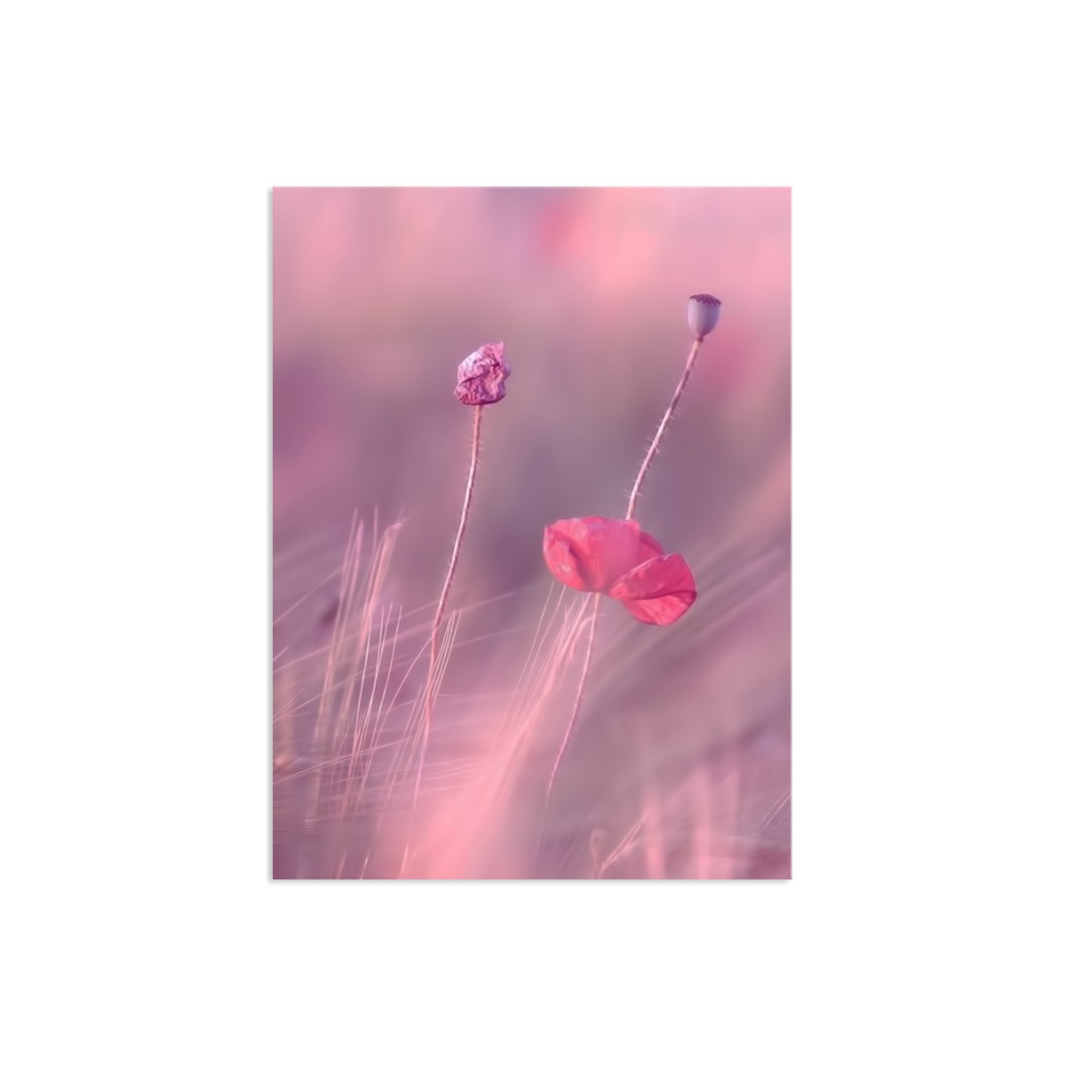 Постер "Rose"