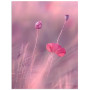 Постер "Rose"