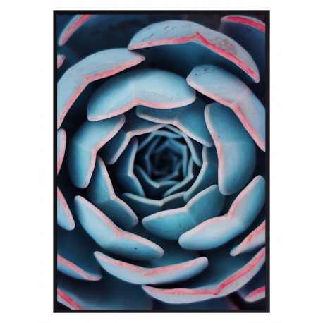 Постер "Succulent"