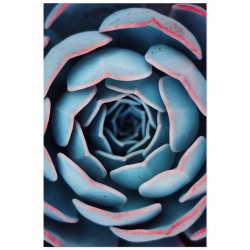 Постер "Succulent"
