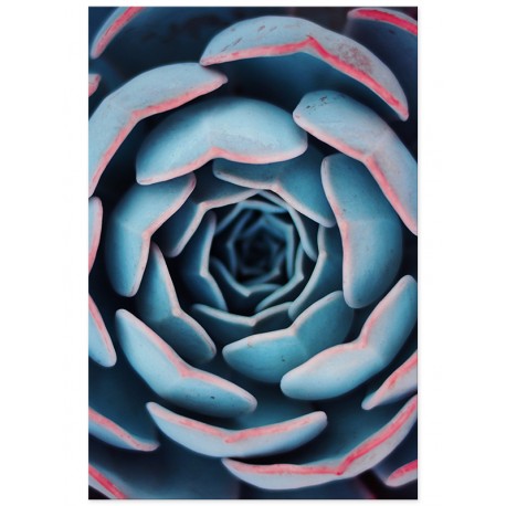 Постер "Succulent"