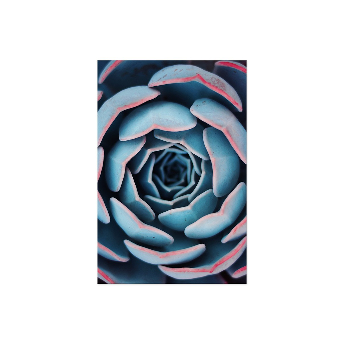 Постер "Succulent"