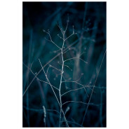 Постер "Branch"