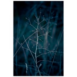 Постер "Branch"