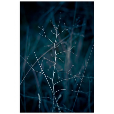 Постер "Branch"