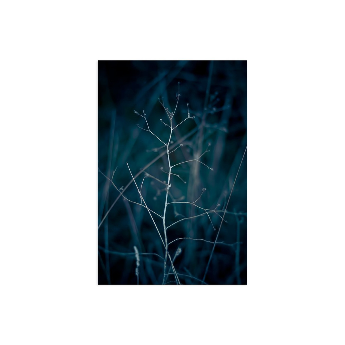 Постер "Branch"