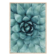 Постер "Succulent"