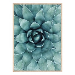 Постер "Succulent"