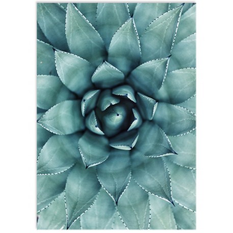 Постер "Succulent"