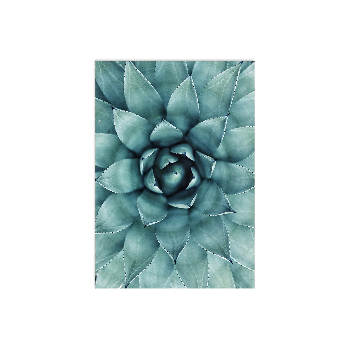 Постер "Succulent"