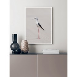 Постер "Himantopus"