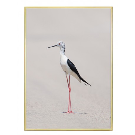 Постер "Himantopus"