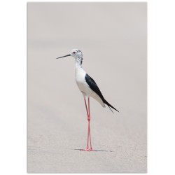 Постер "Himantopus"