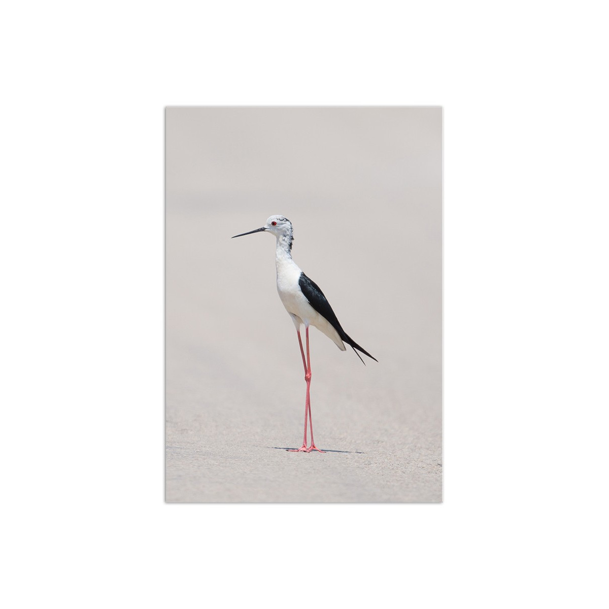 Постер "Himantopus"
