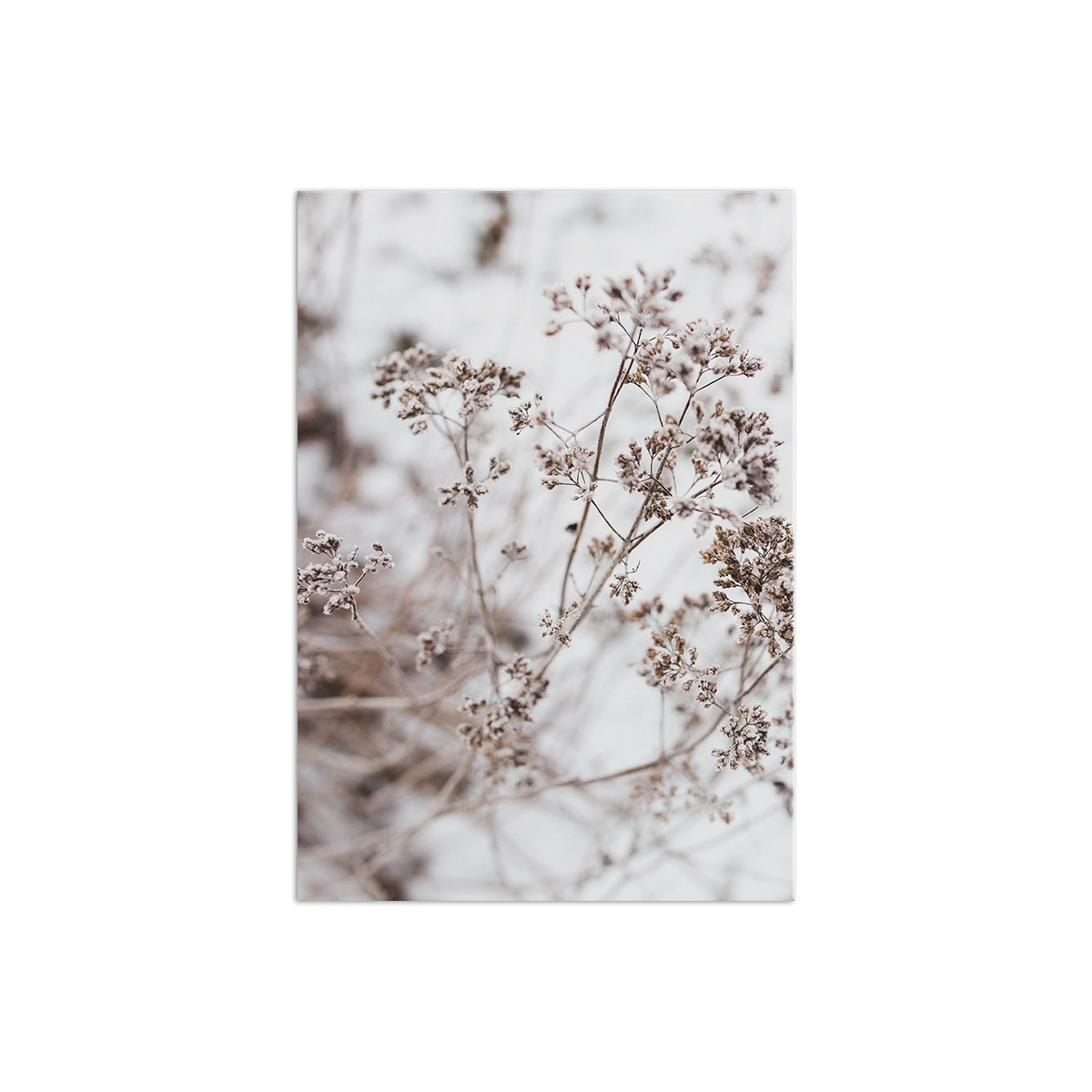 Постер "Dried Flower Aesthetic"