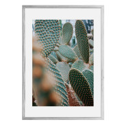 Постер "Cactus"