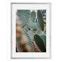 Постер "Cactus"