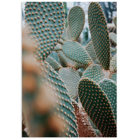 Постер "Cactus"