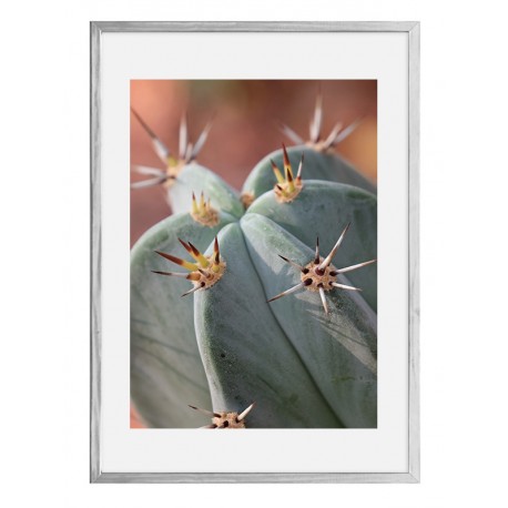 Постер "Cactus"