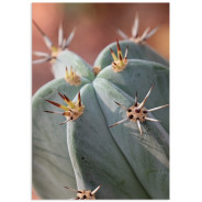 Постер "Cactus"