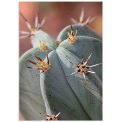 Постер "Cactus"
