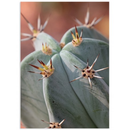 Постер "Cactus"