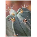 Постер "Cactus"