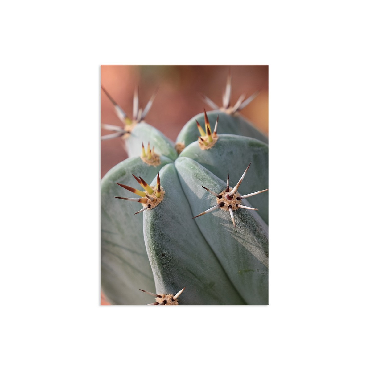 Постер "Cactus"