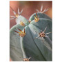 Постер "Cactus"