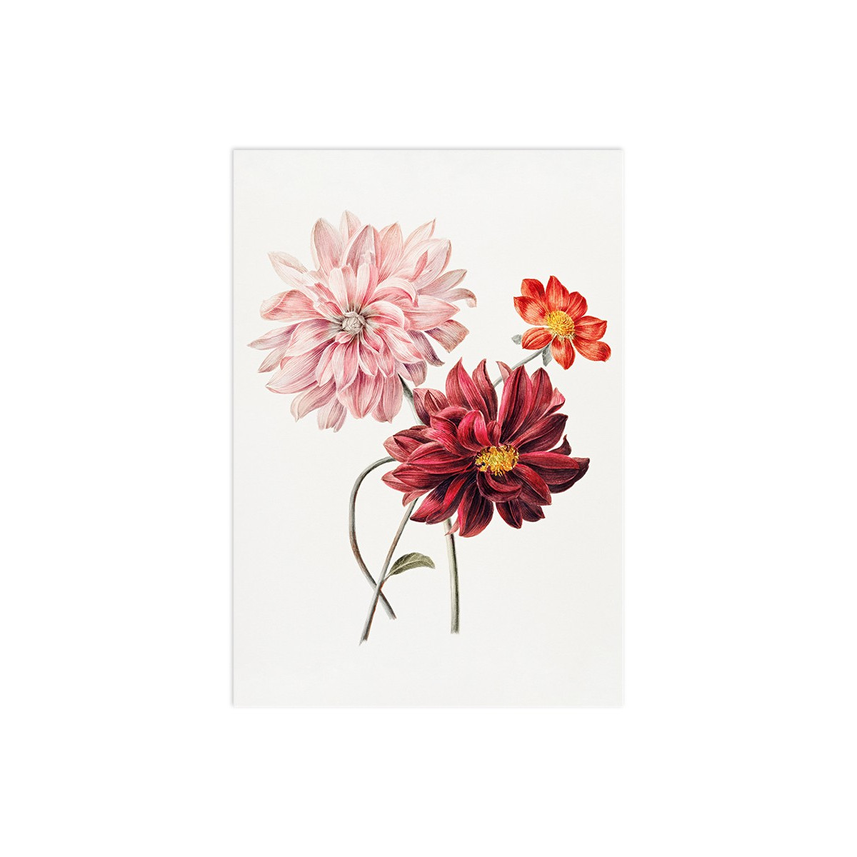 Постер "Botany. Flowers"