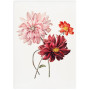 Постер "Botany. Flowers"