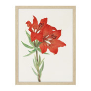 Постер "Botany. Flowers"