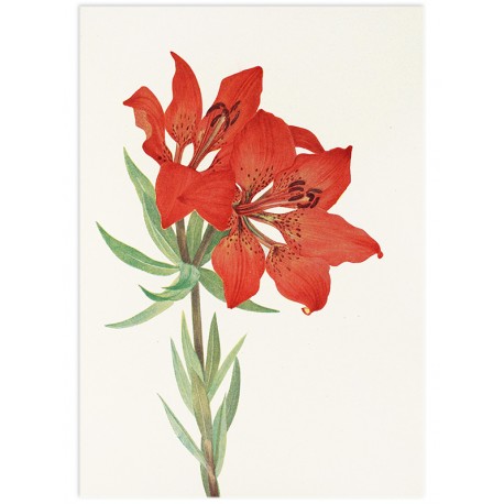 Постер "Botany. Flowers"
