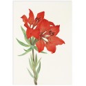 Постер "Botany. Flowers"