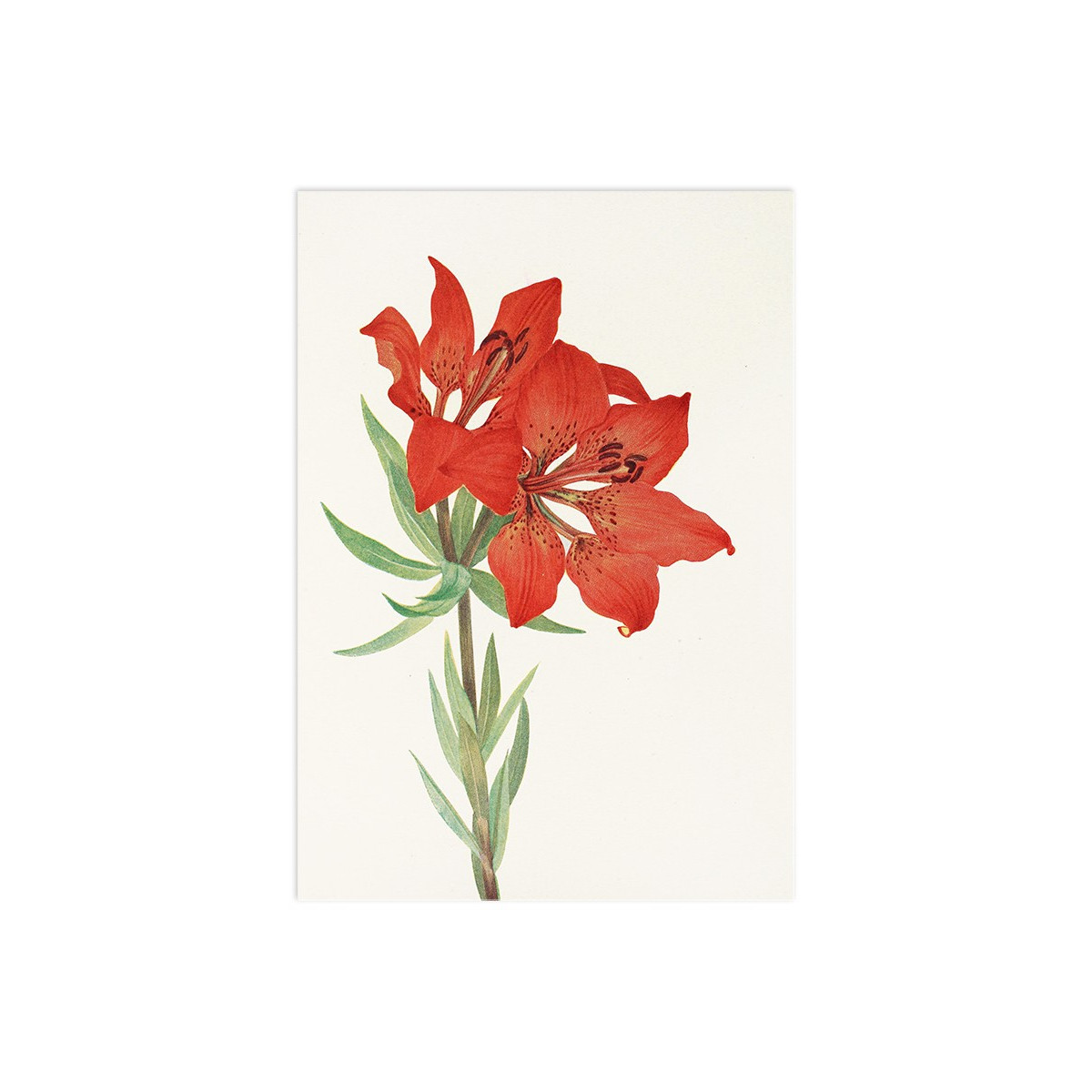 Постер "Botany. Flowers"