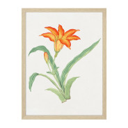 Постер "Botany. Flowers"
