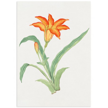 Постер "Botany. Flowers"