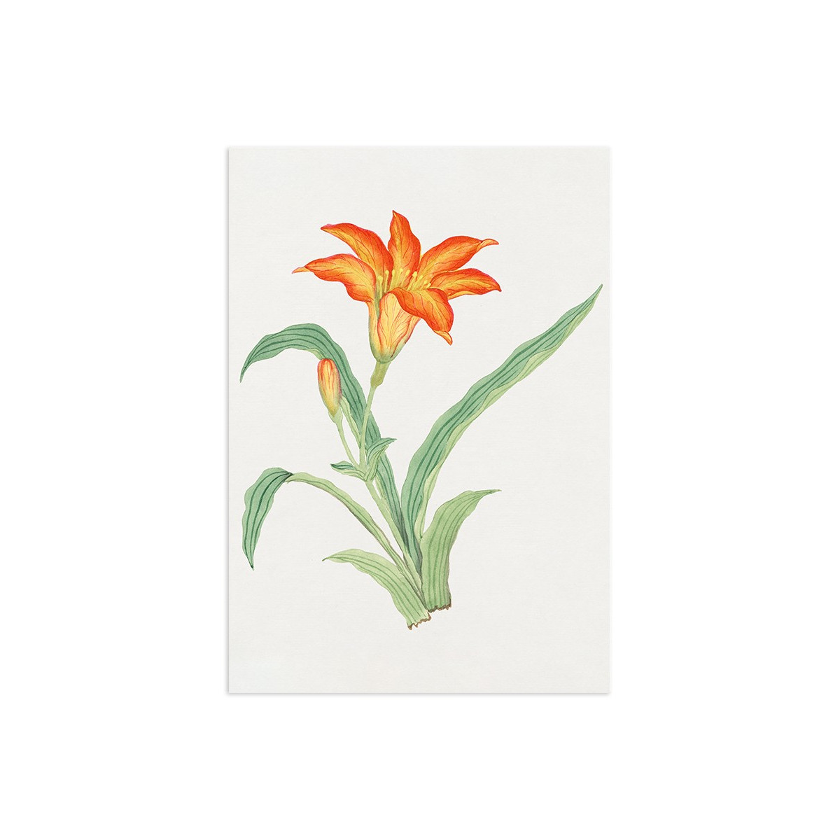 Постер "Botany. Flowers"
