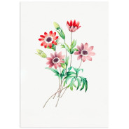 Постер "Botany. Flowers"