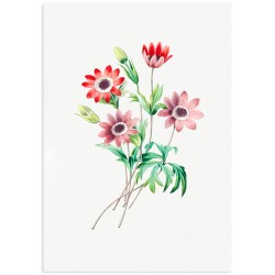 Постер "Botany. Flowers"