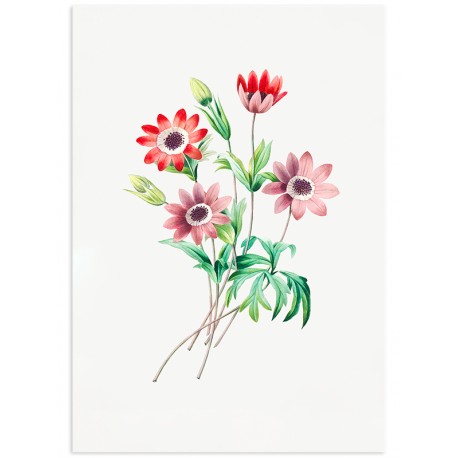 Постер "Botany. Flowers"