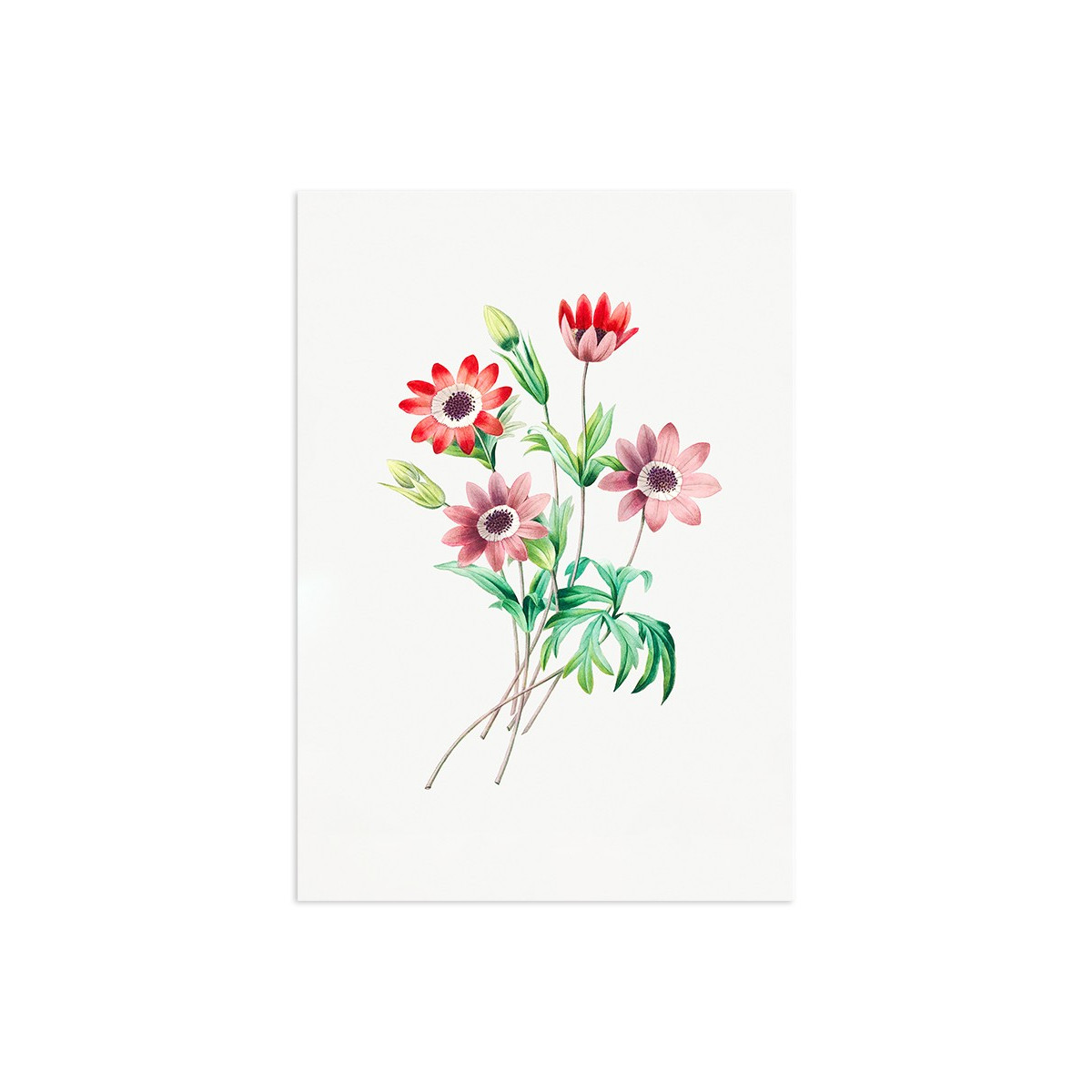Постер "Botany. Flowers"