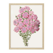Постер "Botany. Flowers"